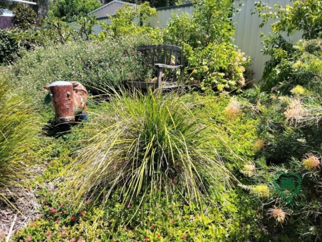 Tuross Head Completed Garden Design